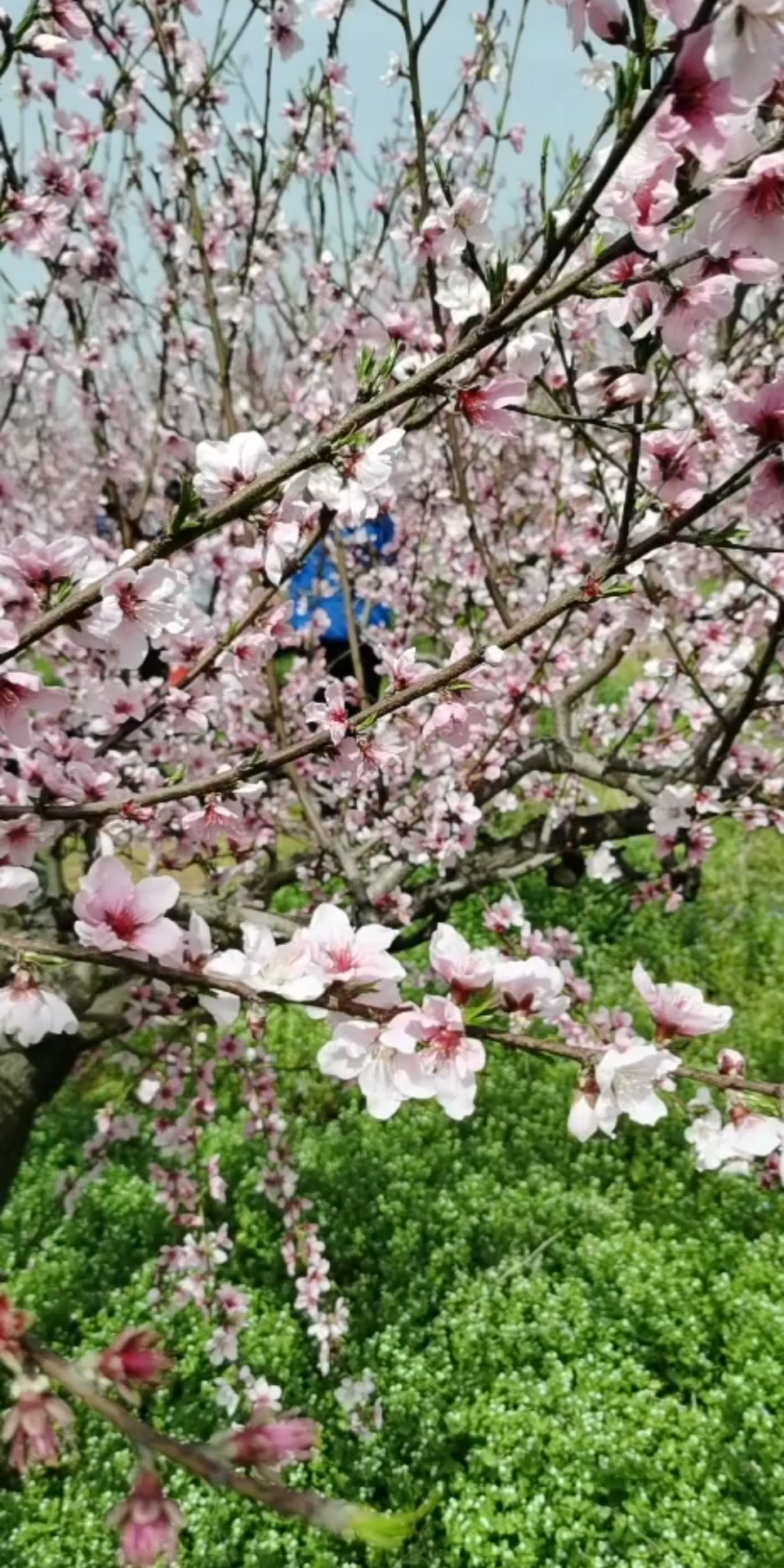 桃花一朵朵哔哩哔哩bilibili