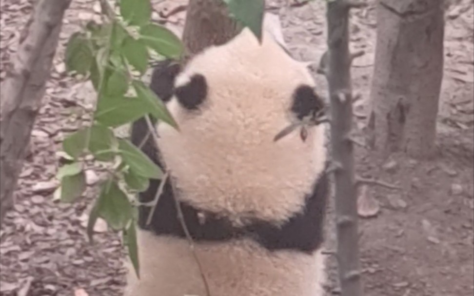 【大熊猫和花】花花正在练习爬树,这时艾玖当着花花的面爬上了这棵树,气的花花直打滚哔哩哔哩bilibili