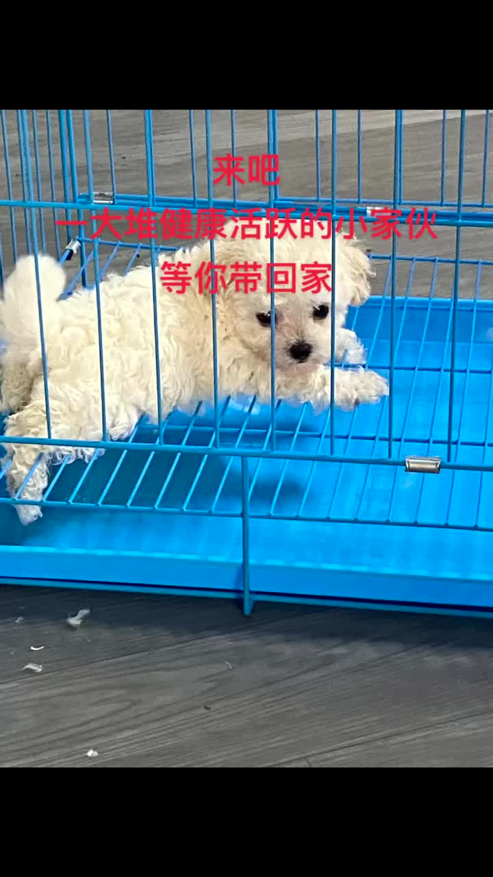 广州花都区白云天河区宠物狗比熊柯基柴犬金毛拉多犬舍狗场基地哔哩哔哩bilibili