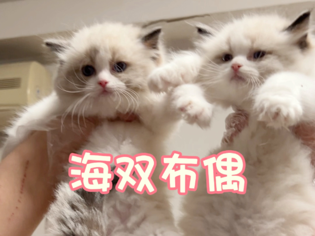 肉乎乎的布偶猫,海双布偶!哔哩哔哩bilibili