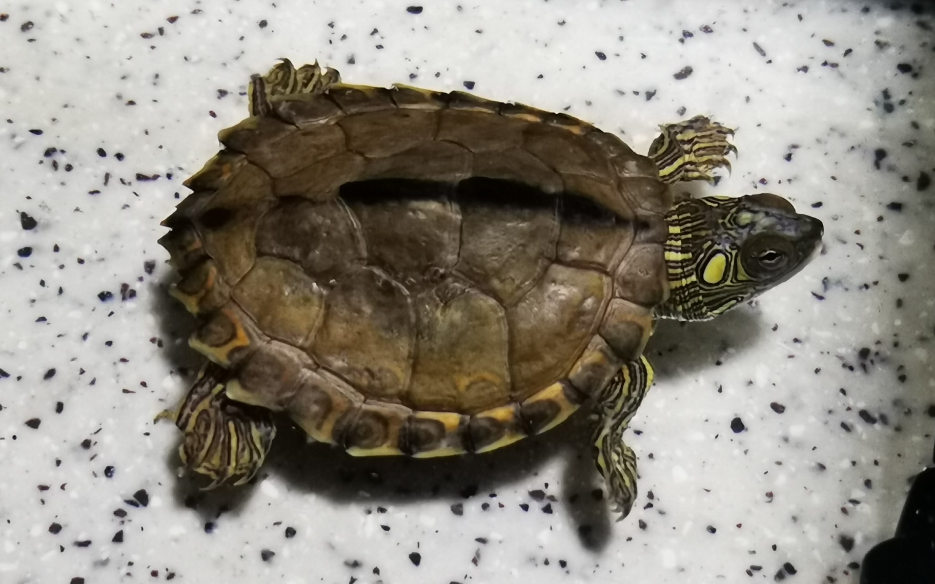 【珍珠河地图】你一定没在b站见过这种地图龟