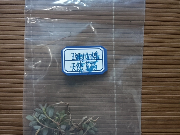 每日一种天然植物分享,科普天然植物哔哩哔哩bilibili