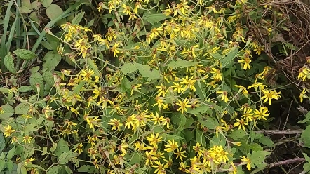 千里光具有明目,抗炎,败血症,清热等功效,适当煮水喝对眼睛好.