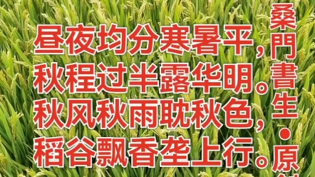 [图]七绝•秋分作者/桑門書生昼夜均分寒暑平，秋程过半露华明。秋风秋雨耽秋色，稻谷飘香垄上行。