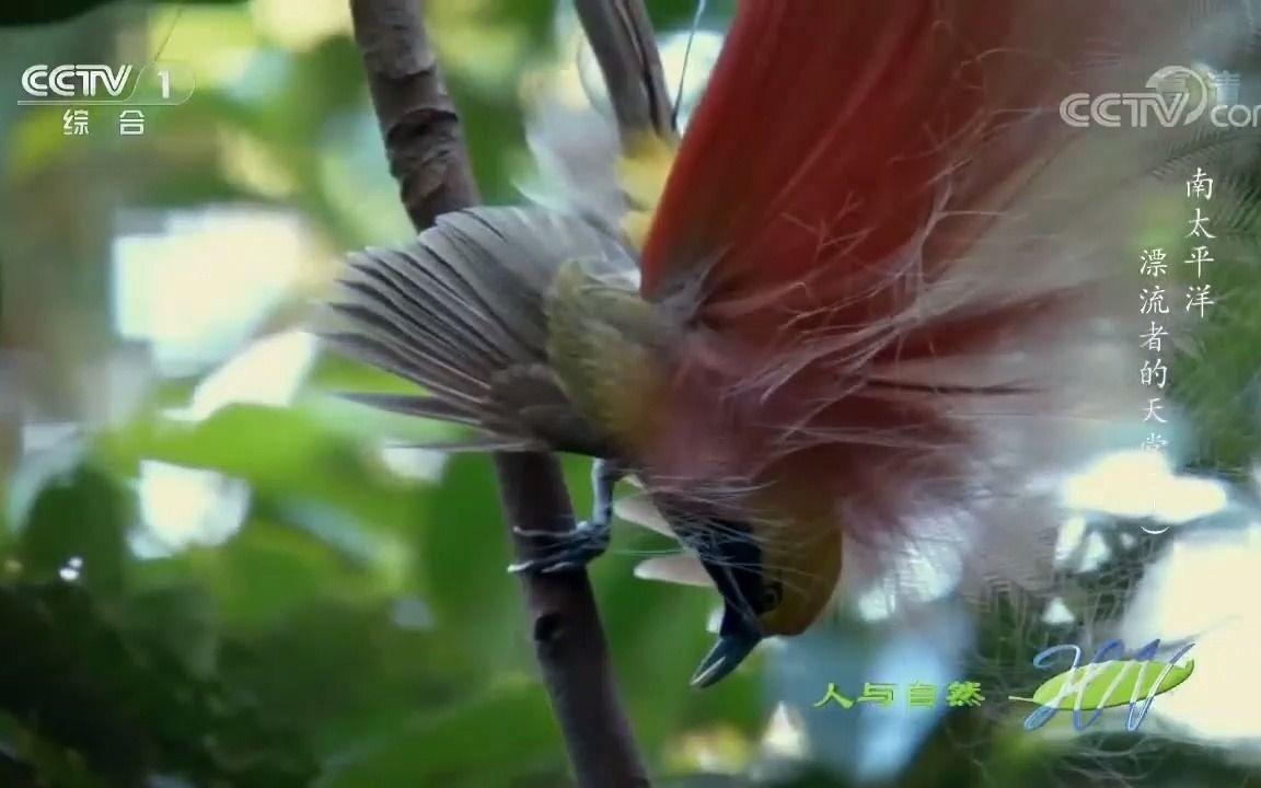 [图]南太平洋-漂流者的天堂（上）_