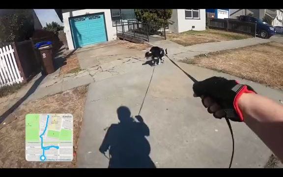 【职业宠物】K9搜救追踪犬工程多风城市步道(上)哔哩哔哩bilibili