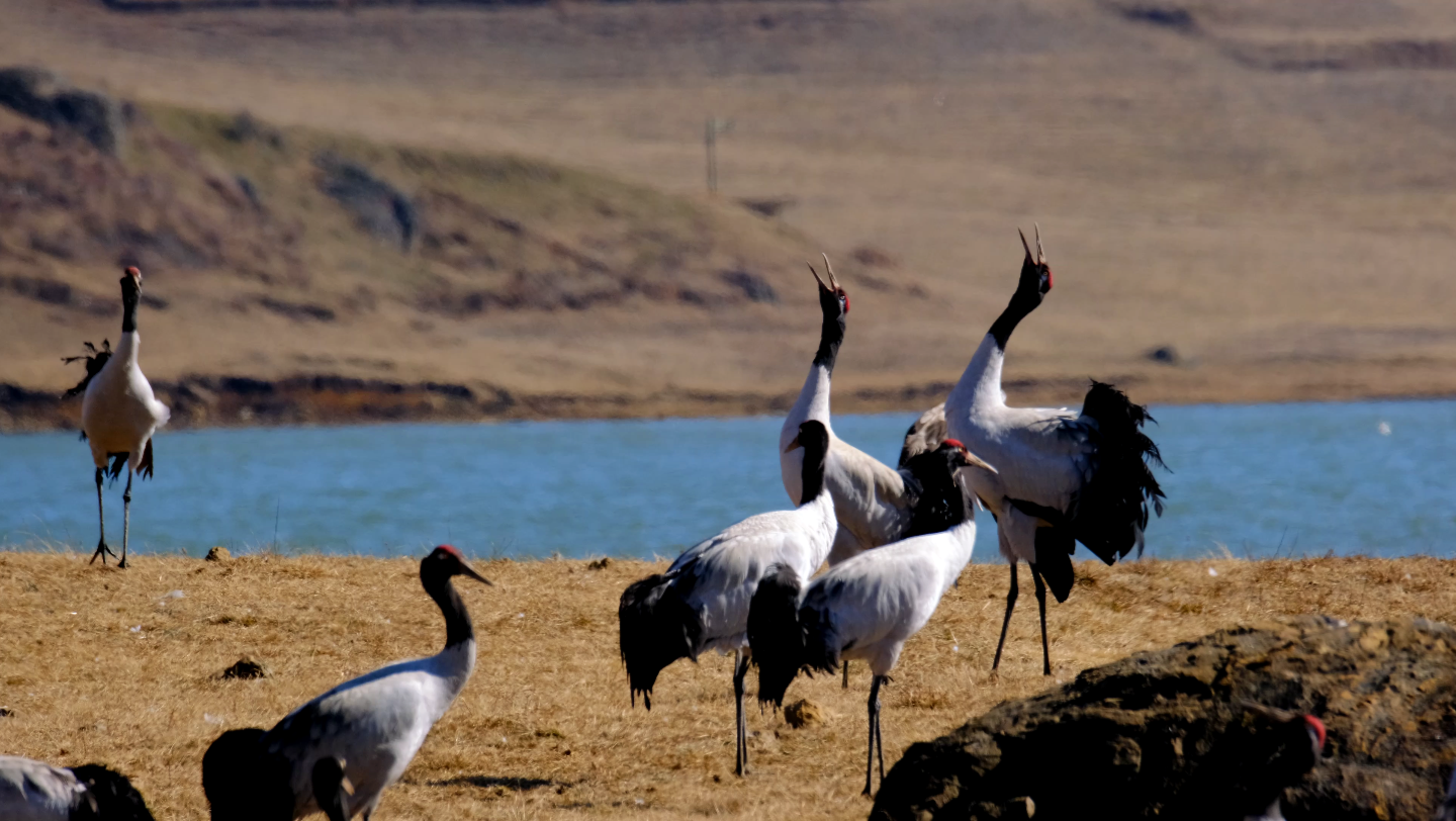 云南念湖黑颈鹤