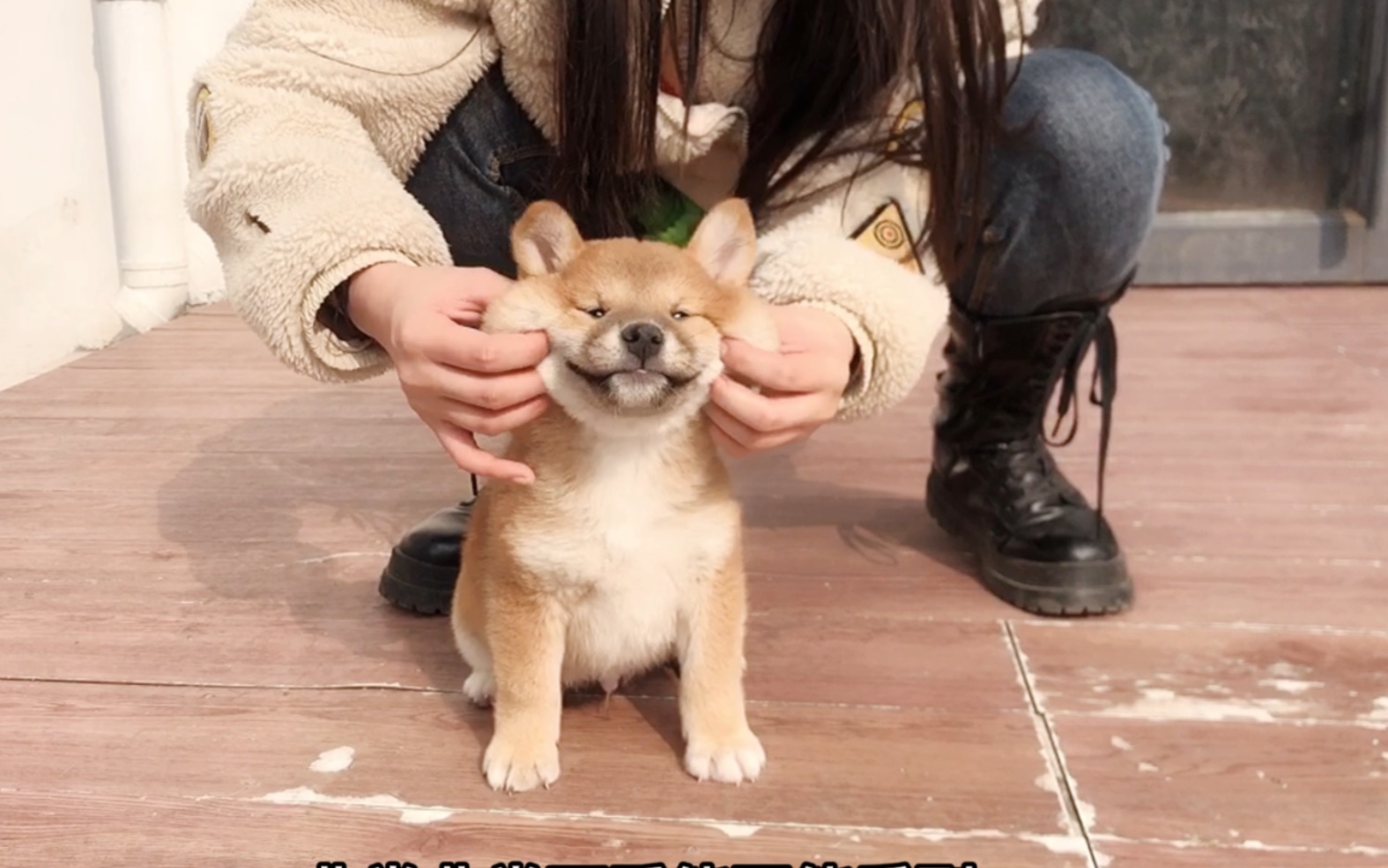 情人节礼物指南:一只随手捏出表情包的柴犬,女友:这不是小浣熊吗哔哩哔哩bilibili