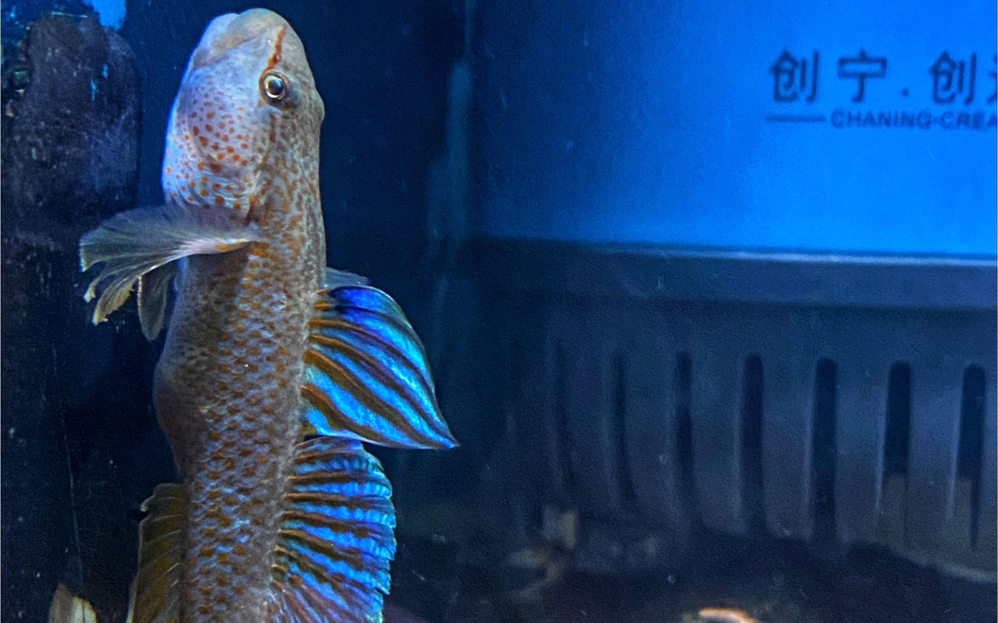 湖南蓝鳍神农虾虎自抓极品