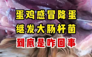 Download Video: 蛋鸡流感感冒继发大肠杆菌病正确防治方案