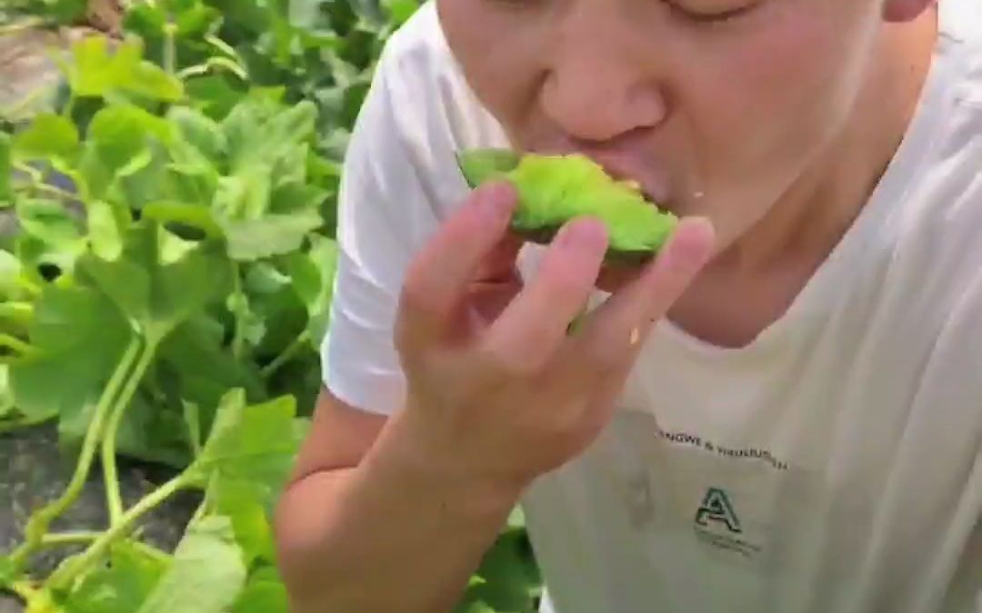 绿宝石甜瓜种子,超甜薄皮甜瓜种子香瓜春季四季水果蔬菜种子哔哩哔哩bilibili