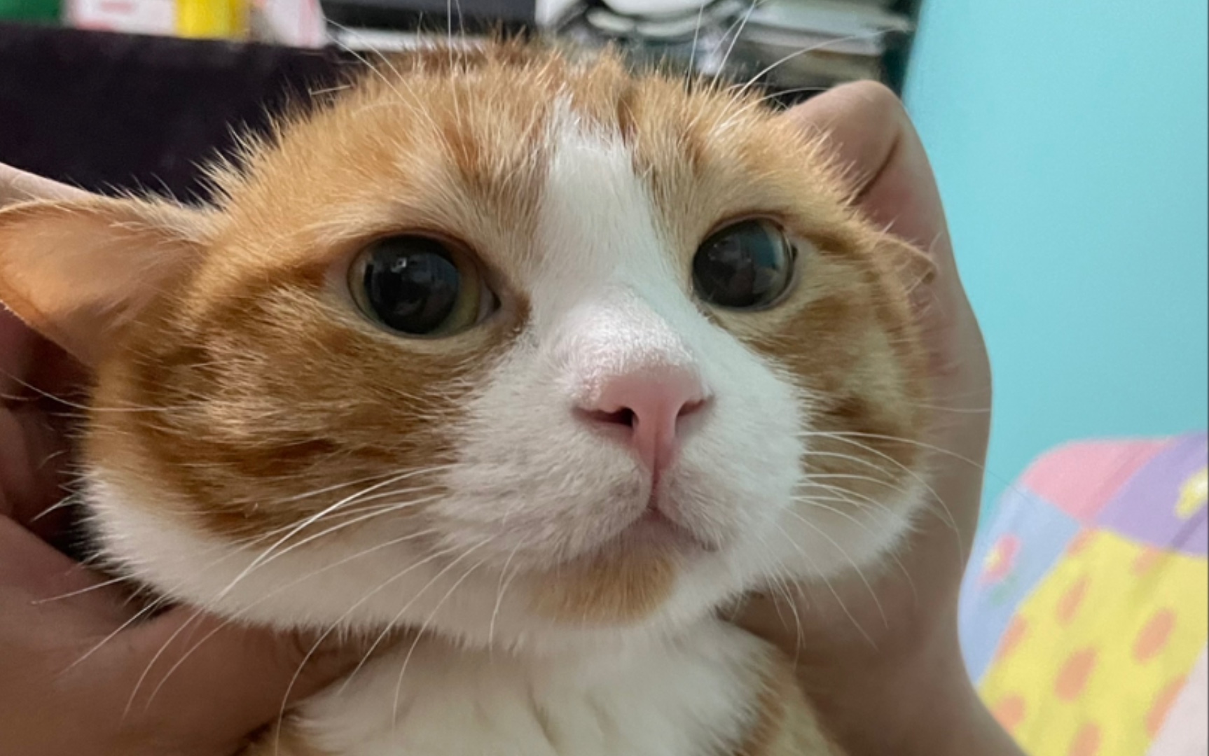 咪猫与泰国人的爱情故事?∠( 31 」∠)