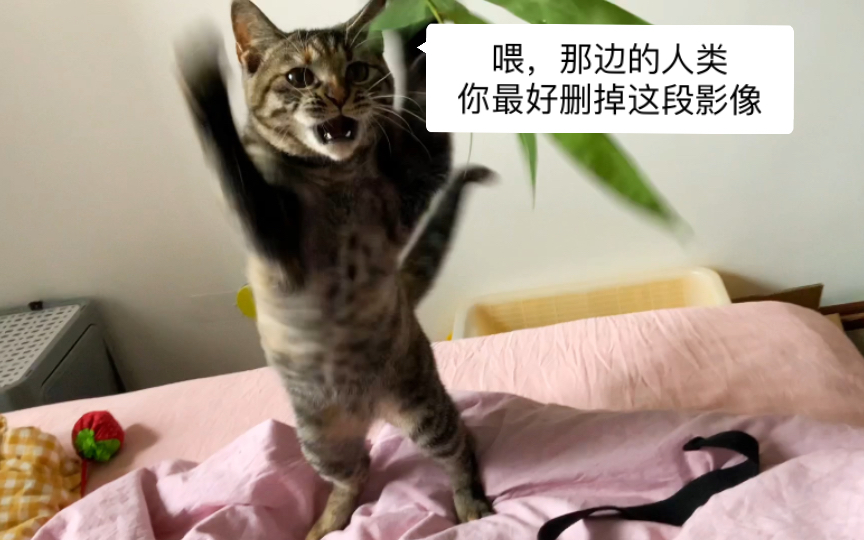 [图]功夫凶猫，嘿嘿哈咦～