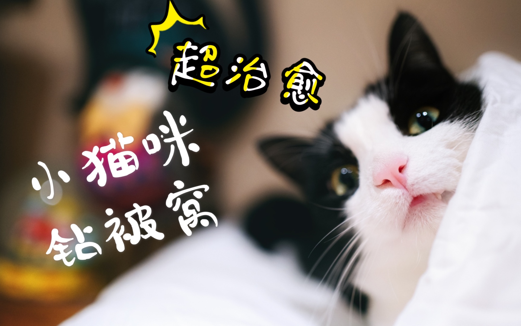 活动作品可爱小猫咪悄悄咪咪钻被窝