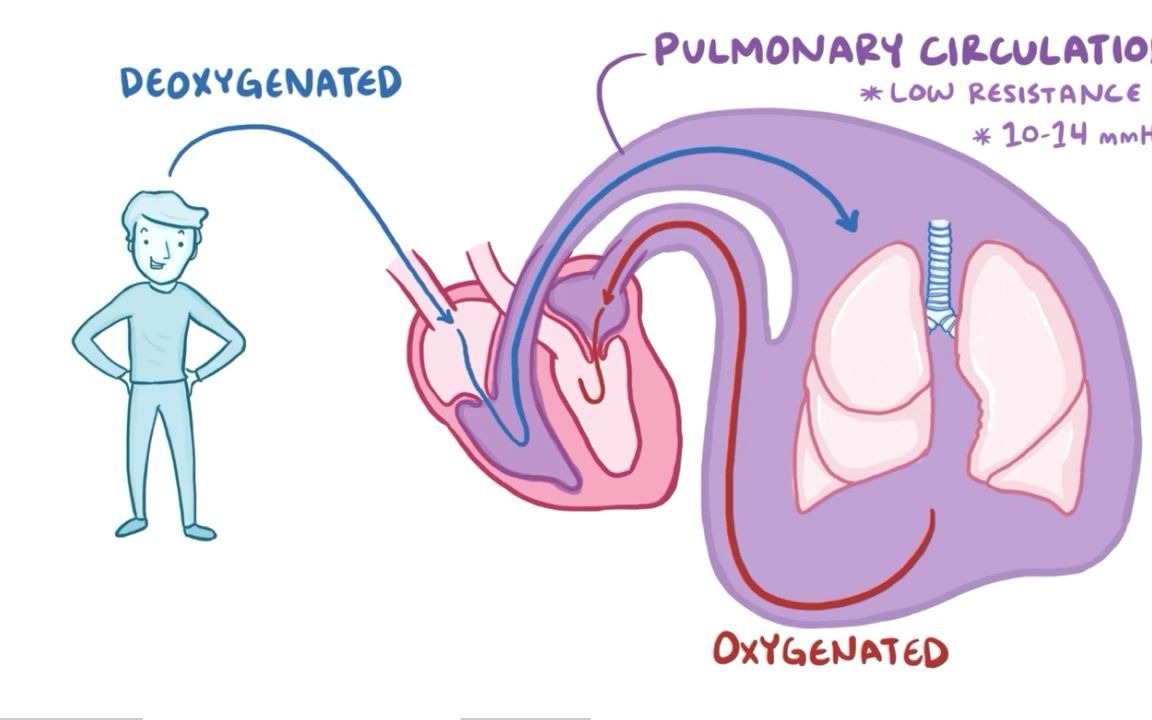 【Osmosis】Cor pulmonale | 慢性肺源性心脏病/肺心病哔哩哔哩bilibili