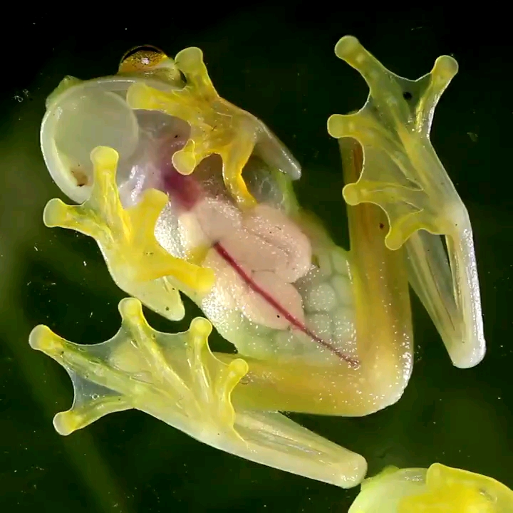 透明的玻璃蛙,可以清晰看到跳动的心脏