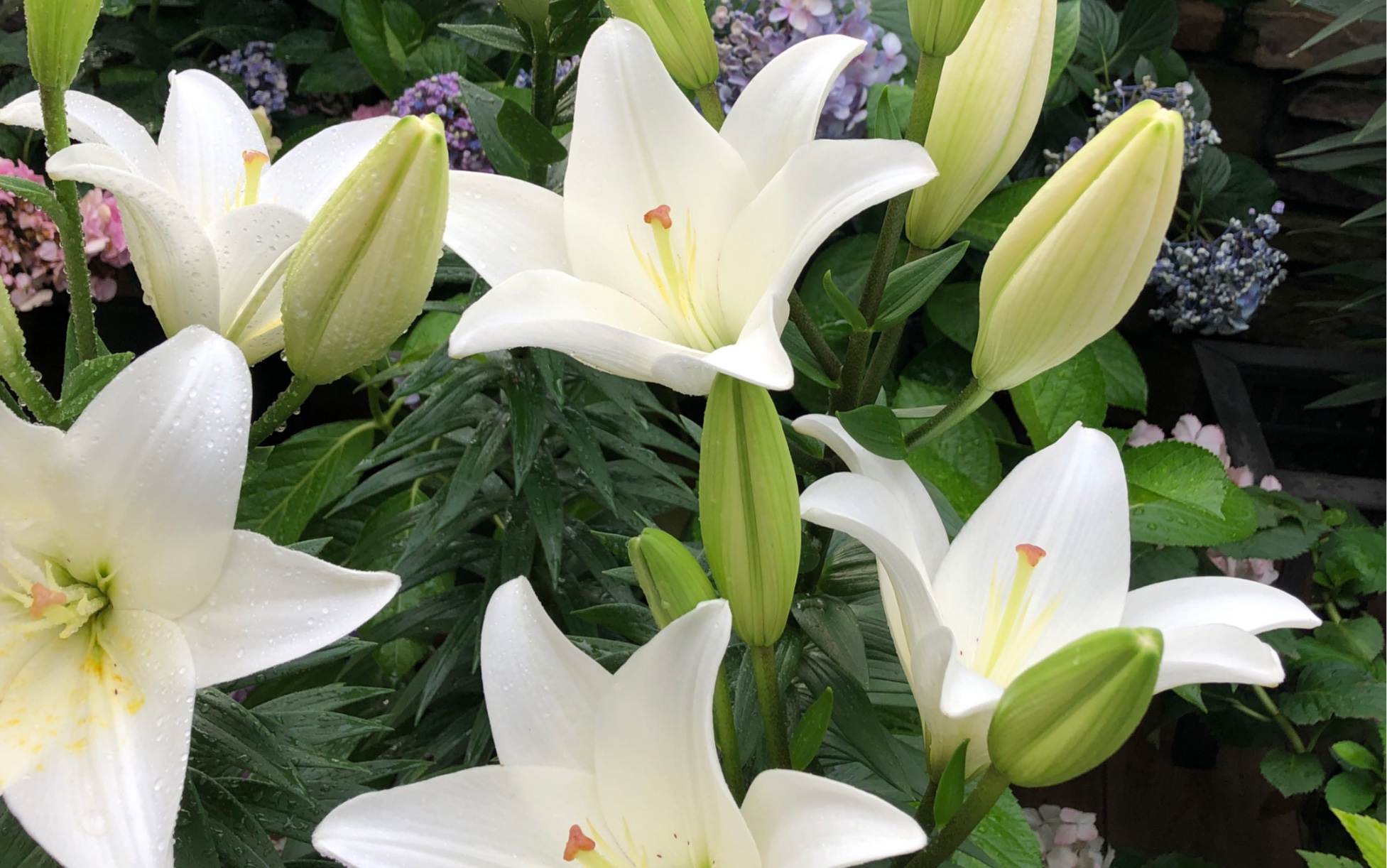 清新淡雅的白百合-巴赫