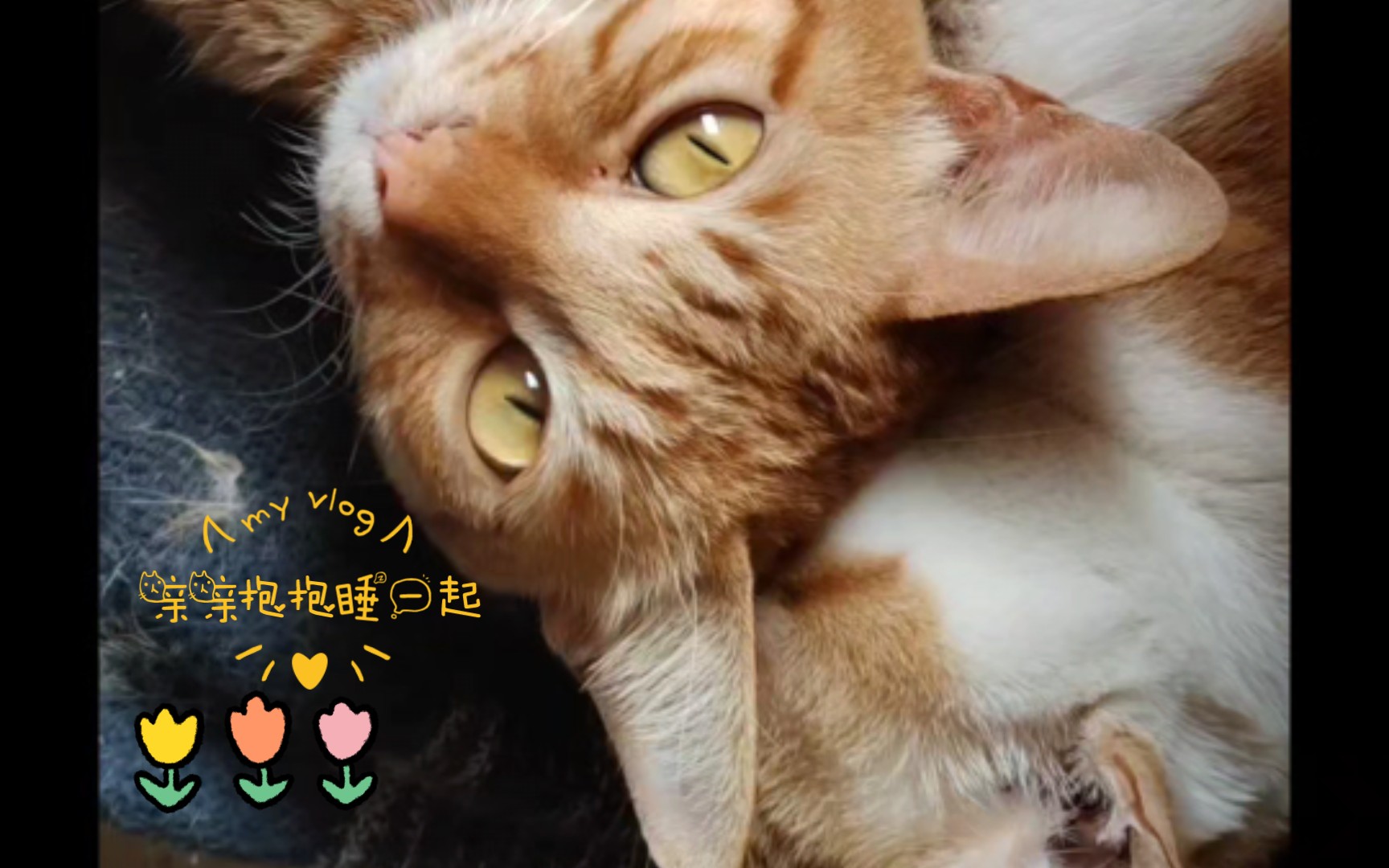 家有蠢喵～亲亲抱抱睡一起……阳光正好