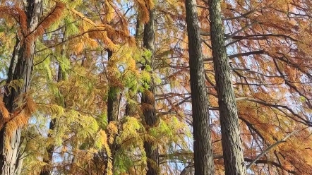 [图]层林尽染秋意浓