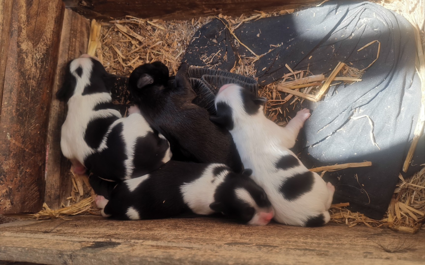 家里新出生的奶牛小狗,超级萌