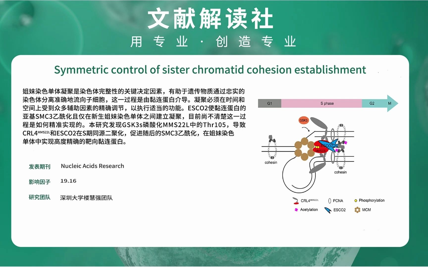 【文献解读】姐妹染色单体黏连建立对称性控制的潜在机理哔哩哔哩bilibili