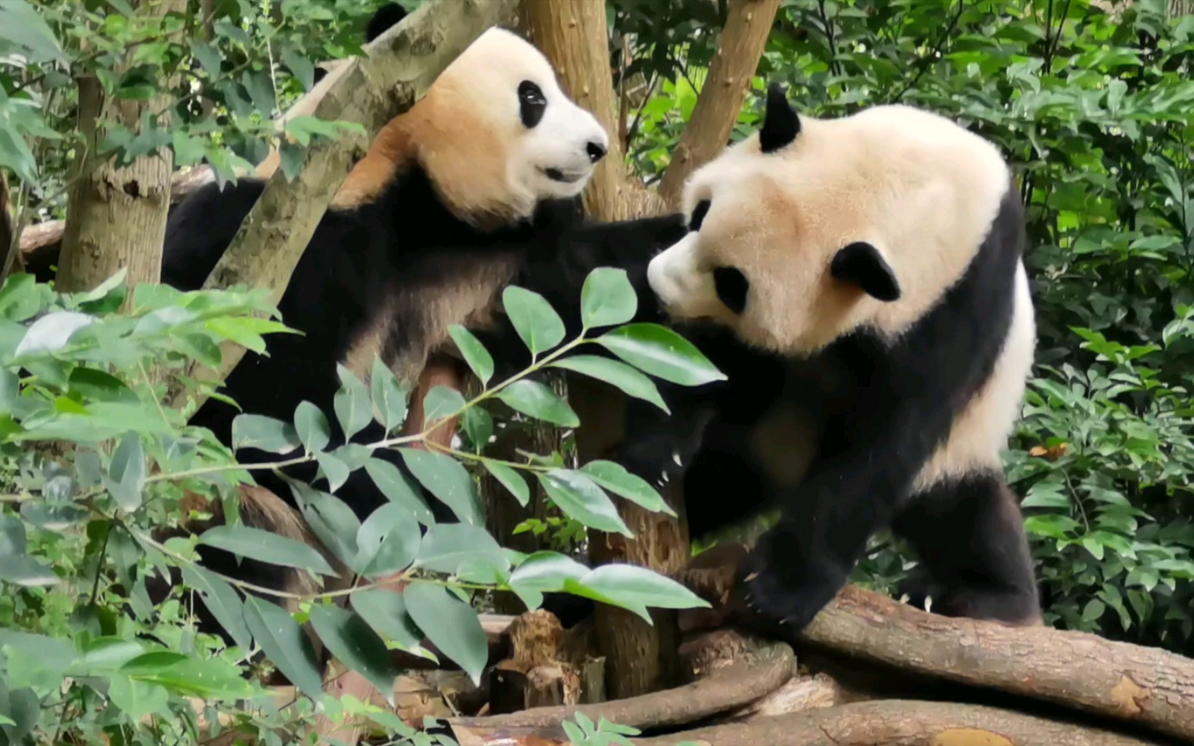 【大熊猫热干面 蛋烘糕】孪生兄弟间的博弈90