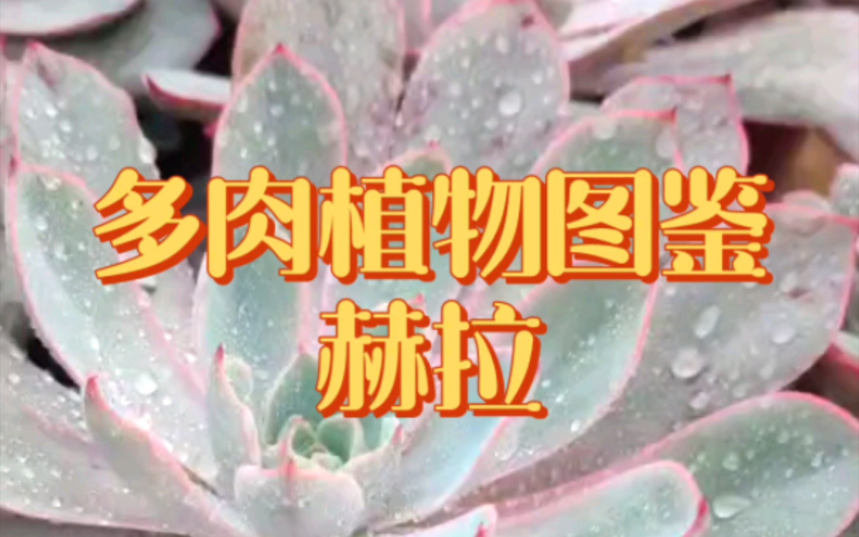 [图]多肉植物图鉴-赫拉