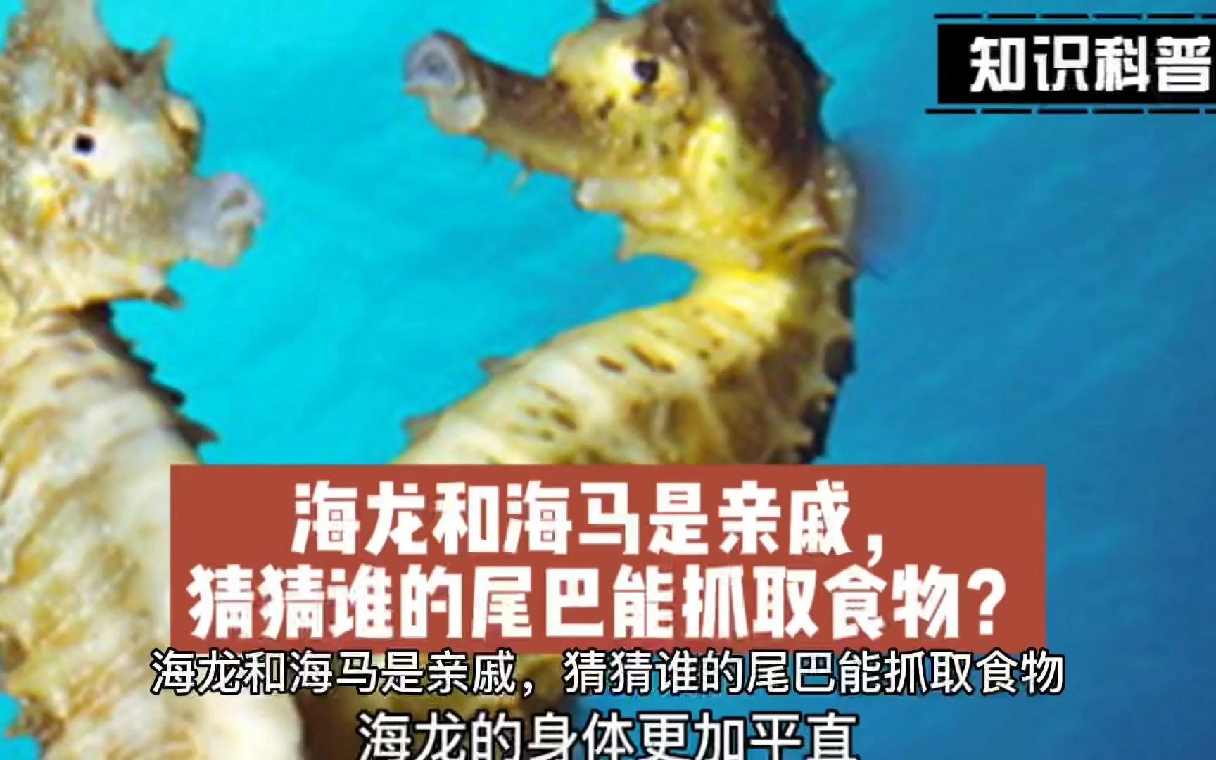 海龙和海马是亲戚,猜猜谁的尾巴能抓取食物?哔哩哔哩bilibili