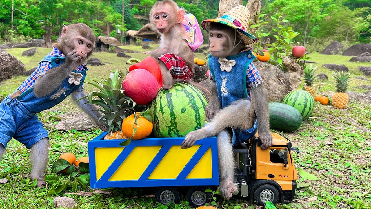 大猴猴,小猴猴一起去摘果子