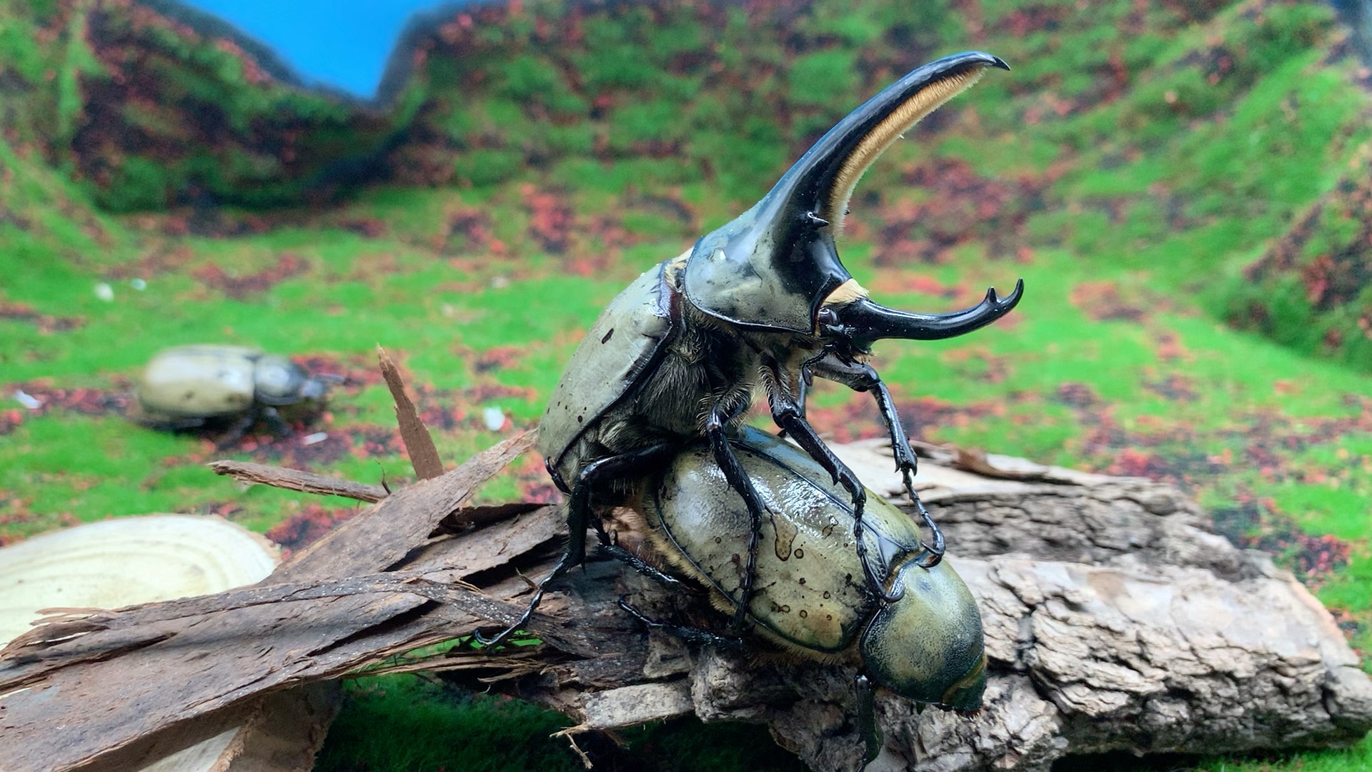 【美西白兜】入坑理想达成