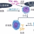 [高中生物必修三]免疫调节（免疫系统+体液免疫+细胞免疫）