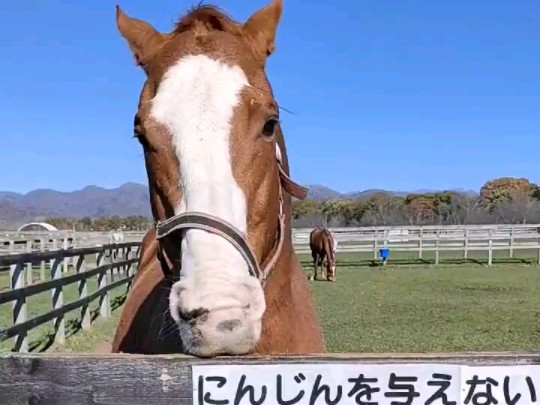 【24.11.1】功夫巨星(オウケンブルースリ)哔哩哔哩bilibili