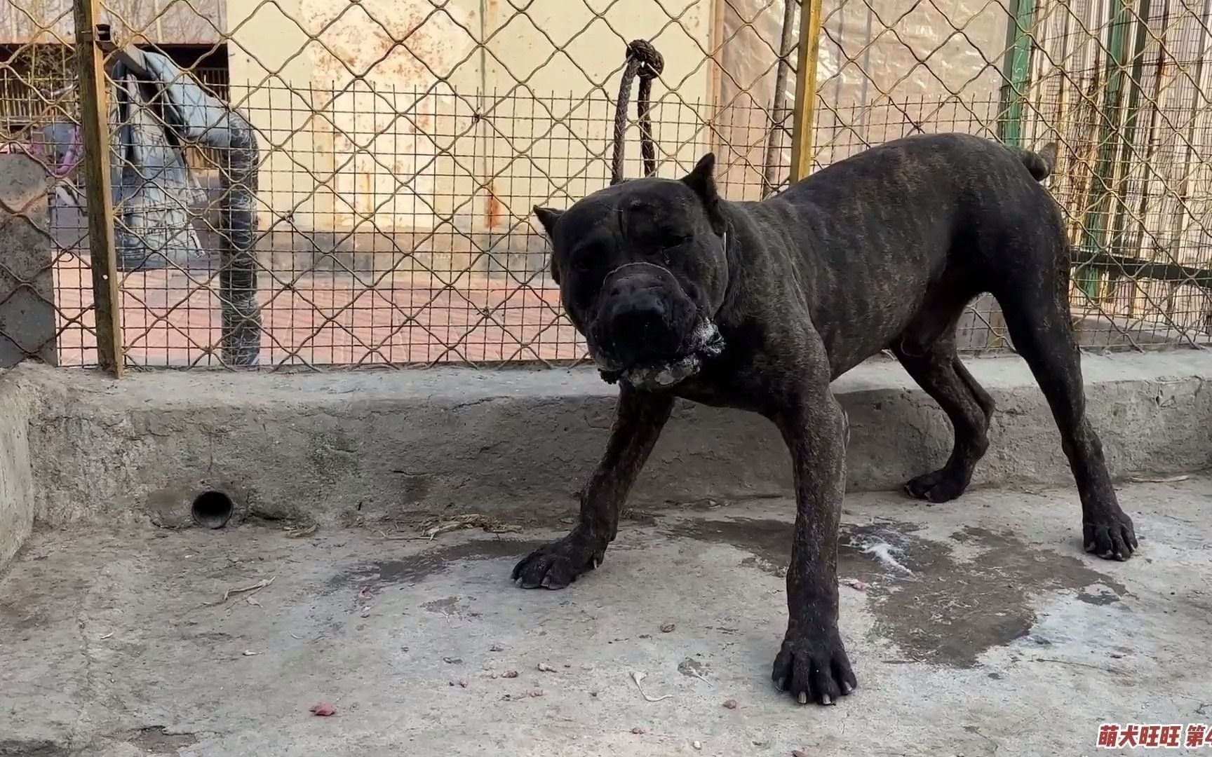 杀人犬皮特吃整只鸭子,直接吞不嚼给主人吓一跳,这家伙吃饭真猛哔哩哔哩bilibili