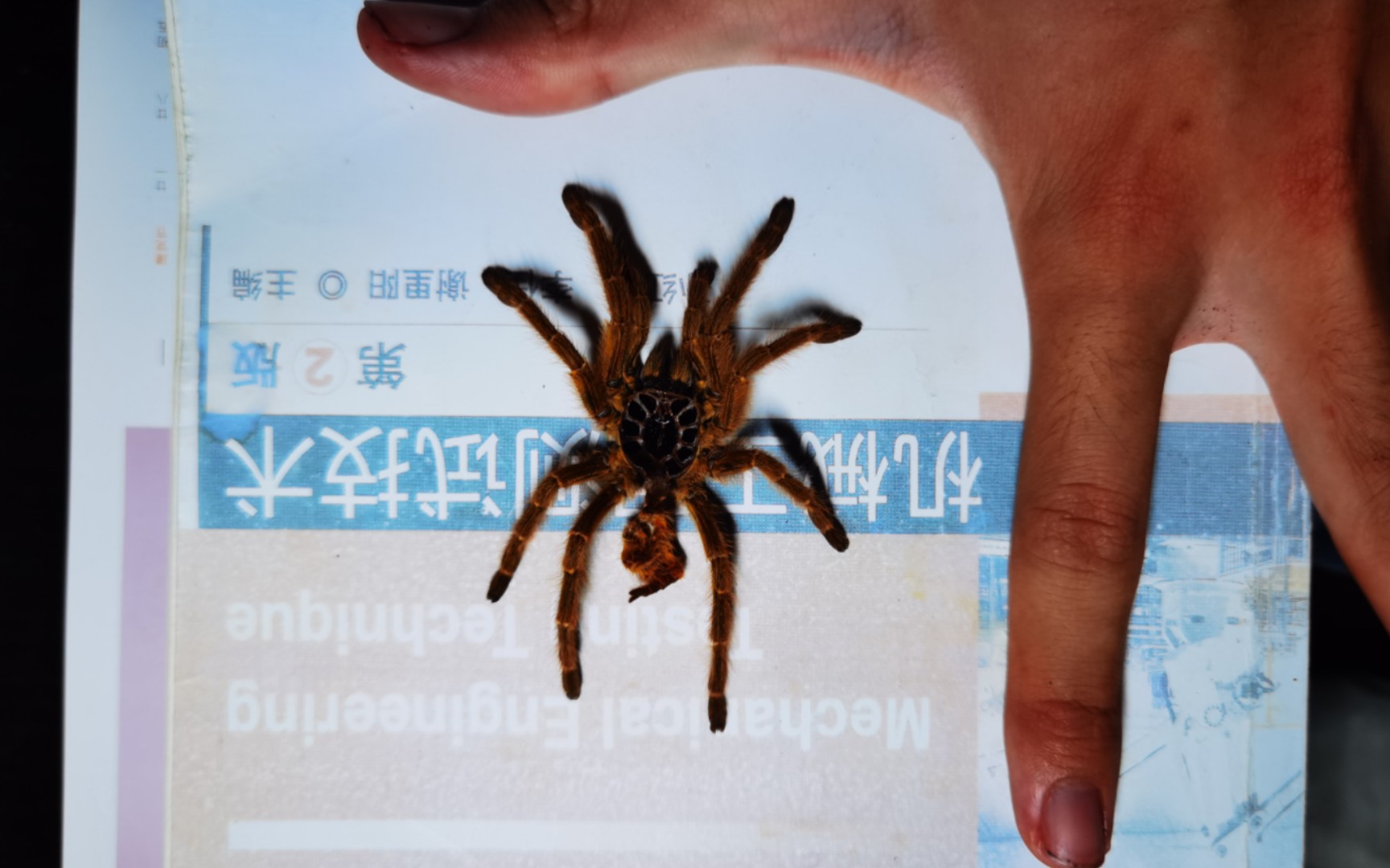 盘丝大仙渡劫纪念日——深夜记录橙巴布蜕皮全过程