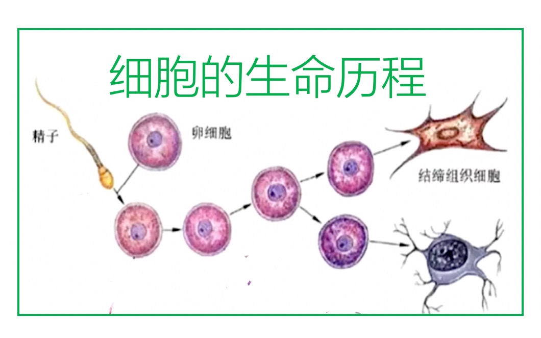 [图]第六章：细胞的生命历程