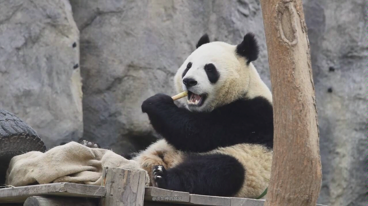 【大熊猫芊金】妹妹美滋滋的吃着从麻袋里找到的笋笋卜卜,雪大头坐