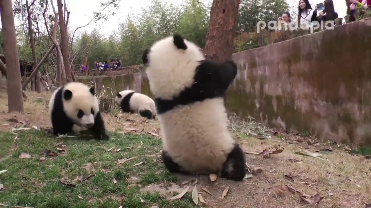 【大熊猫】晶运不让庆小上树,庆小锲而不舍哔哩哔哩bilibili