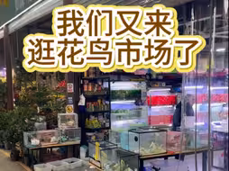 我们又来逛花鸟市场了