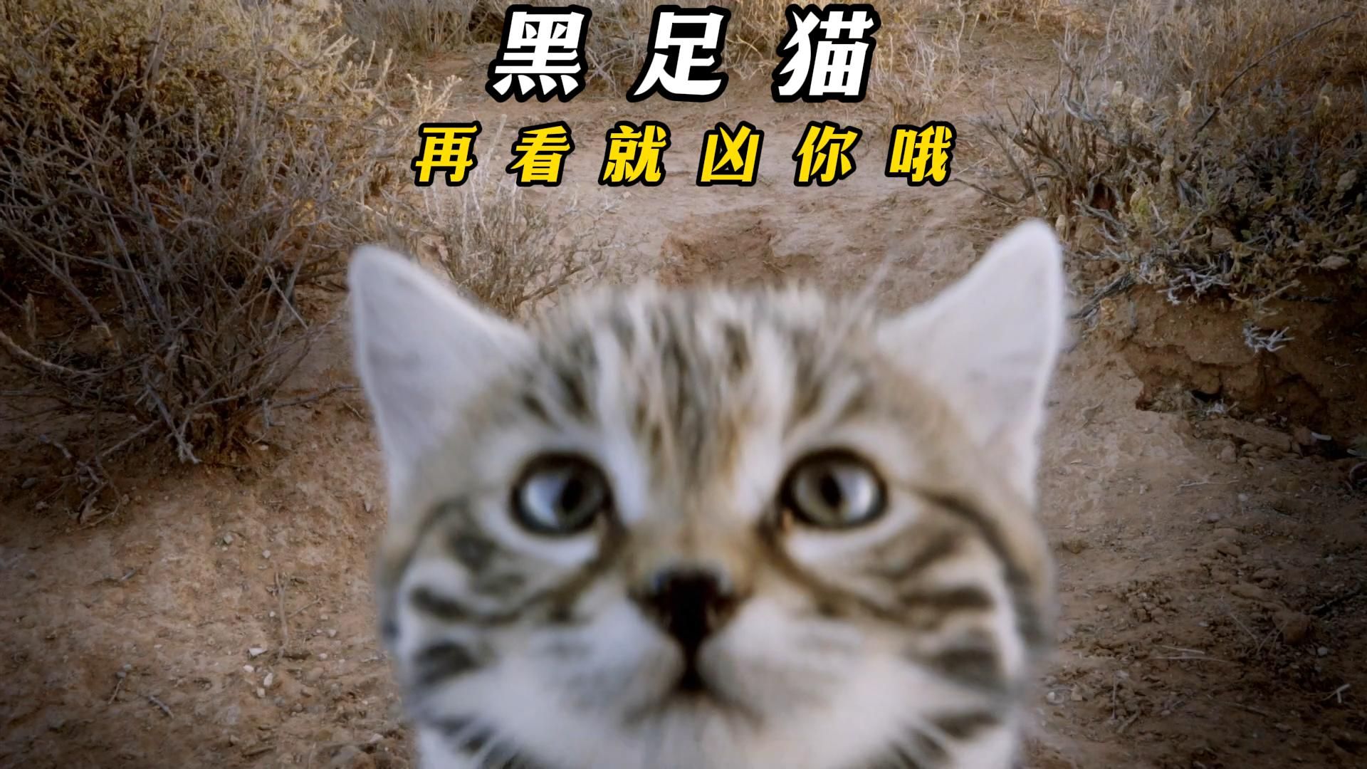 非洲最小的猫科黑足猫凶萌无比哔哩哔哩bilibili