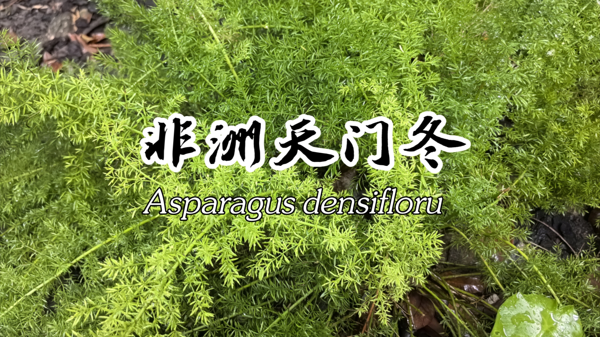 非洲天门冬asparagus densifloru