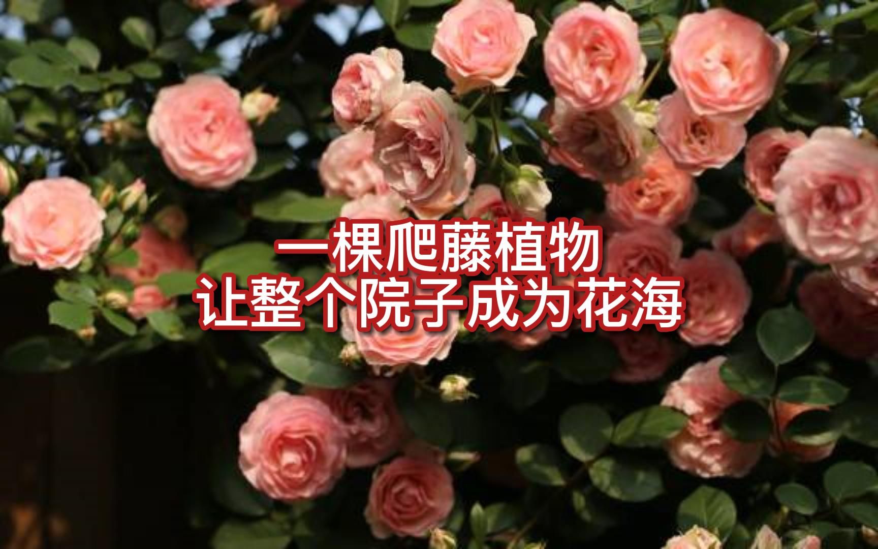 一棵爬藤植物,让整个院子成为花海哔哩哔哩bilibili