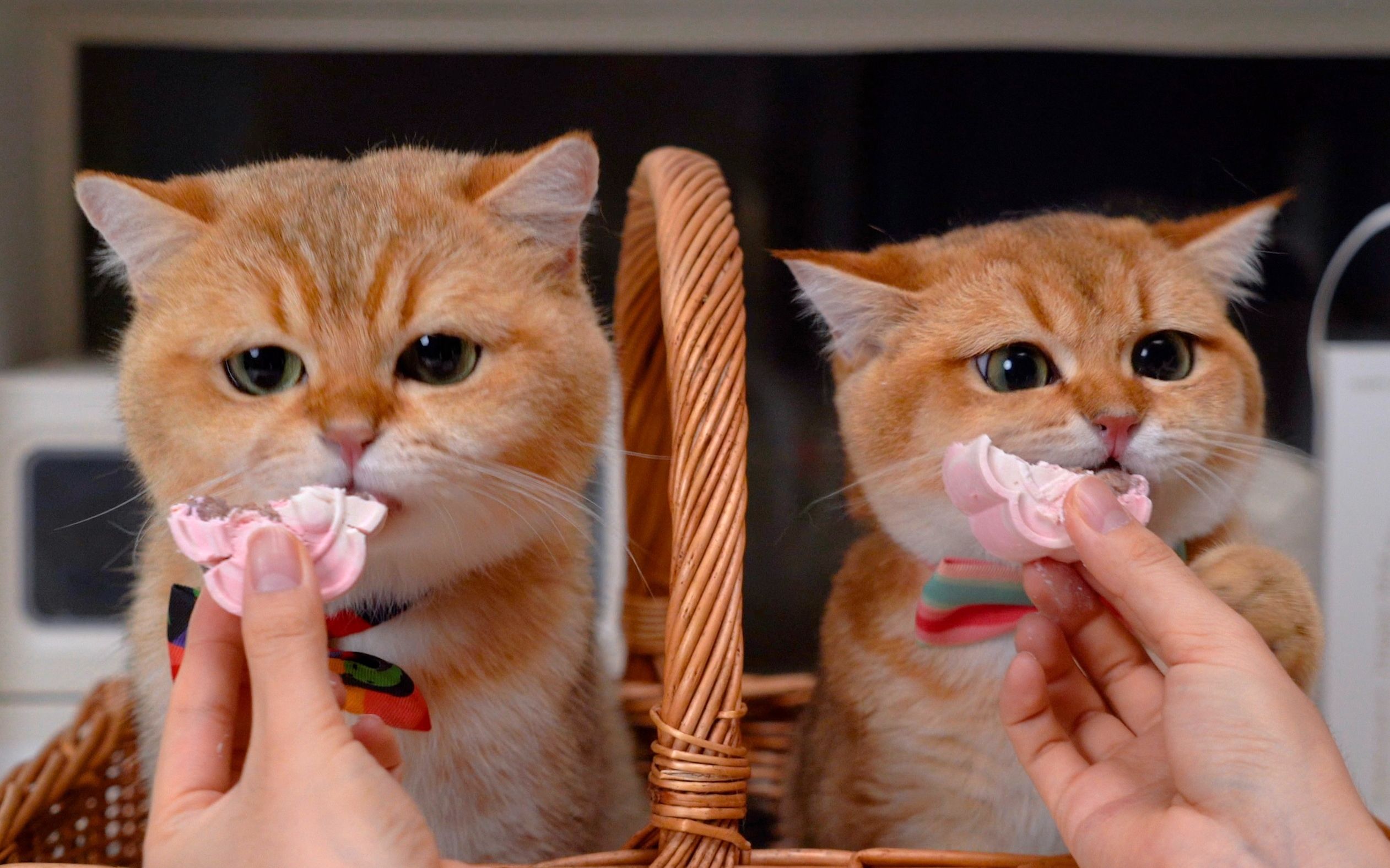 [图]中秋节我最爱吃猫饼！