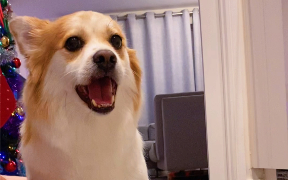 为棍哥做了多年的狗狗美发师._哔哩哔哩_bilibili