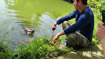 Download Video: 暖春，张龙日常。——野生扬子鳄张龙守护者 护鳄世家