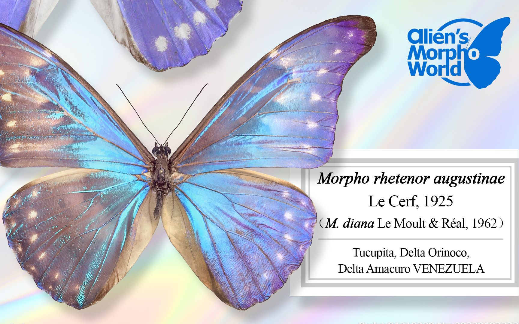 [图]【Morpho rhetenor augustinae 戴娜闪蝶】| 定格百年传奇，奥里诺科最后的璀璨皇冠