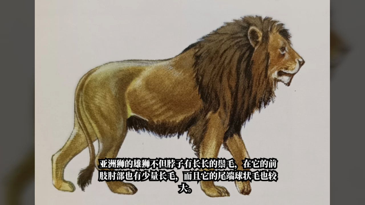 西域狮的原型——亚洲狮