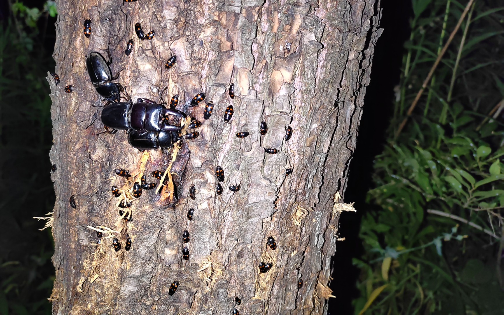 【野采】 露尾甲盛宴