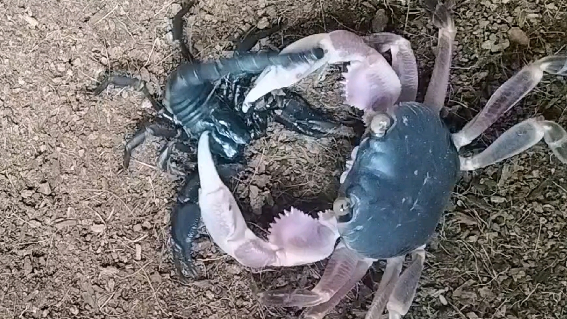 格雷陆方蟹捕食林神异蝎