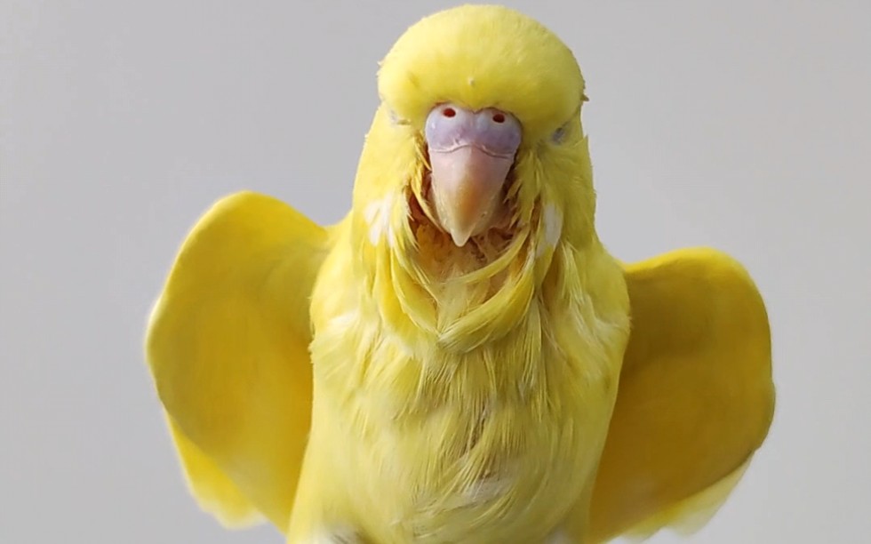 活动  小飞鸡见过吗?