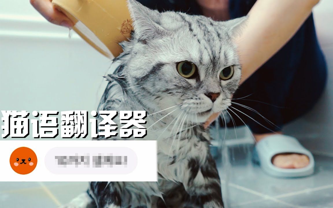 【SuriNoel】用猫语翻译器听听猫咪都说了什么(中字)哔哩哔哩bilibili